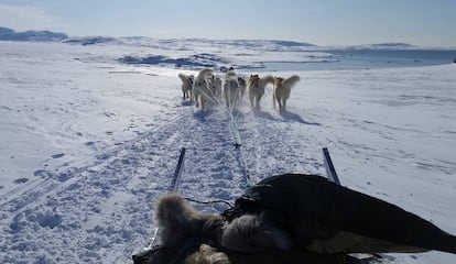 Perros de trineo en la bahía de Disko, en Groenlandia, en marzo de 2019.