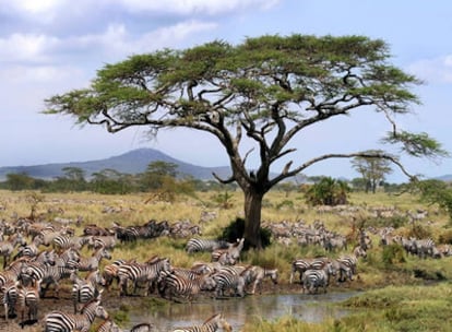 Un grupo de cebras en la reserva Masai-Mara, en Kenia