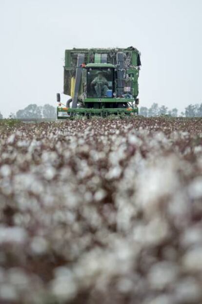 Una cosechadora recoge algodón.