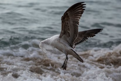 Una gaviota intenta zafarse de una bolsa de plástico en la playa de Caleta Portales, en Valparaíso, Chile.