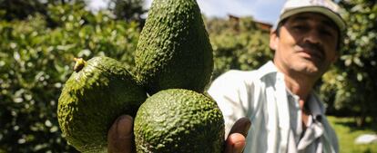 Un productor colombiano de aguacate hass.