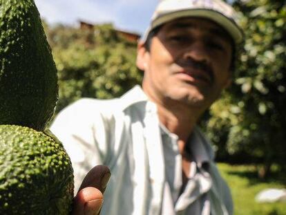 Un productor colombiano de aguacate hass.
