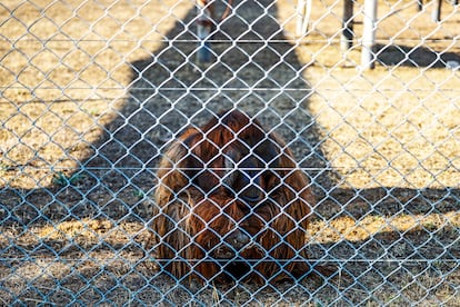 Boris, un orangután de Borneo que nació en cautividad y vive en la Fundación Rainfer, observa a través de la valla este miércoles. 