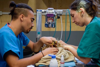 Dos veterinarios revisan un águila en el Hospital de Fauna Salvaje que tiene Grefa en el municipio madrileño de Majadahonda.