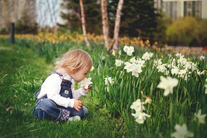 Un niño huele varios narcisos en un jardín.