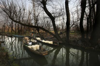 Barqueros de Cachemira en uno de los afluentes del lago Dal antes de ir a vender su mercancía en el mercado de Srinagar, Cachemira (India).