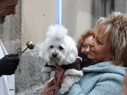 Uno de los animales que han participado en la tradicionall bendición de mascotas en la iglesia de San Antón.