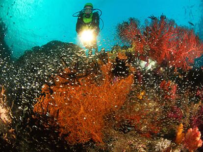 Corales increíbles, mares sin peces y un poco de historia de Papúa