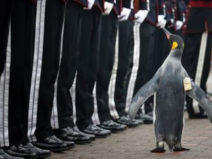 ‘Sir Nils Olav’ vive no zoológico de Edimburgo e pertence desde 2008 à Guarda Real da Noruega