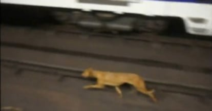 Captura de vídeo que mostraba al galgo en un tramo de vía.