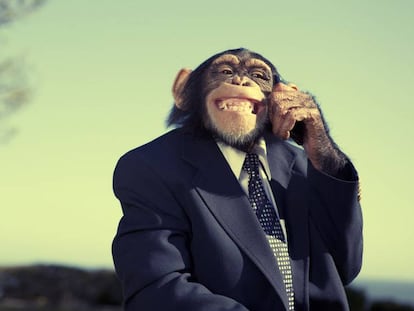 Un mono muy evolucionado alquila su jaula del zoo a turistas de Airbnb
