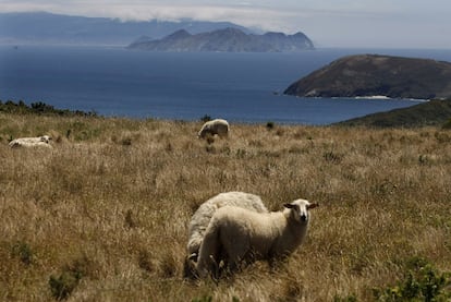 Ovejas junto al mar en la isla de Ons, con las Cíes al fondo.