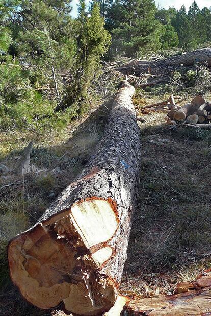 Pinos talados en el parque natural de Penyagolosa con motivo del plan de erradicación del muérdago.