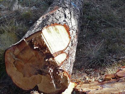 Pinos talados en el parque natural de Penyagolosa con motivo del plan de erradicación del muérdago.
