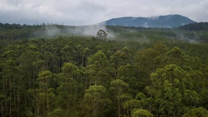 Vista aérea de Cikole, un bosque protegido cerca de Bandung, Indonesia, el 6 de noviembre de 2018.