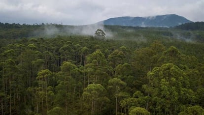 Vista aérea de Cikole, un bosque protegido cerca de Bandung, Indonesia, el 6 de noviembre de 2018. 