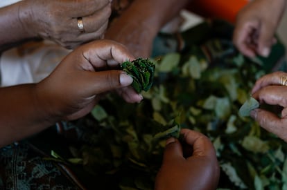Cultivadores de coca en un mercado en Chapare, Bolivia, en 2024.