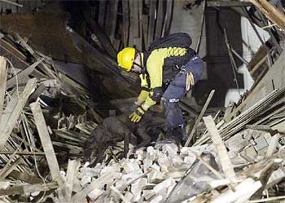 Un perro rastrea entre los escombros tras el fuerte seísmo de 6,5 en la escala de Richter.