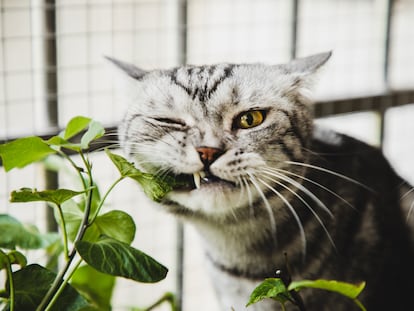 Un gato se come una planta.