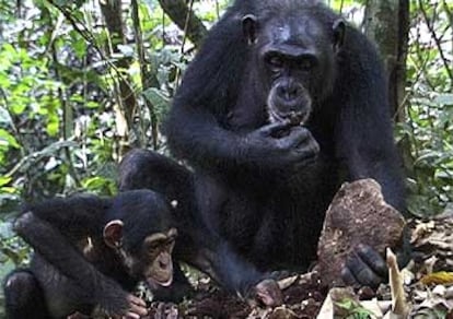 Un chimpancé hembra enseña a su cría a cascar nueces con una piedra en Costa de Marfil.
