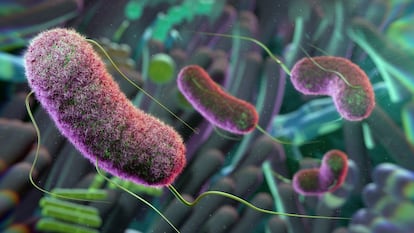 Illustration of gut microbes that affect health
