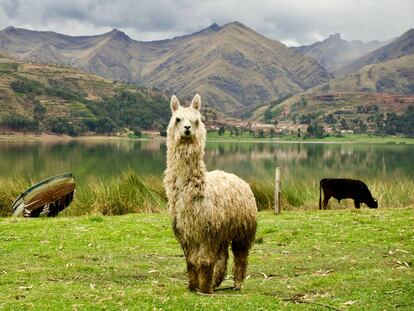 Alpaca en la orilla del lago Piuray, cerca de la localidad de Chinchero.