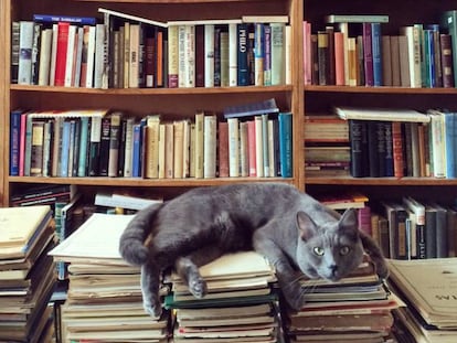 Un felino en una librería.