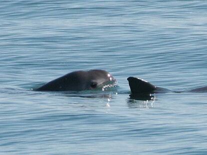 Dos ejemplares de la vaquita matina en peligro de extinci&oacute;n.