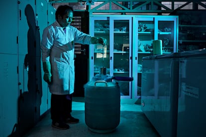Preservar para el futuro. El investigador Suchana Chavanich trabaja en un proyecto de criopreservación de esporas del coral 'Acropora humilis' en los laboratorios del departamento de ciencias marinas de la Universidad Chulalongkorn, en Bangkok. 