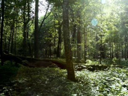 La UE paralizó en 2018 la tala de árboles en esta floresta de Polonia, Patrimonio Mundial de la Unesco, pero los nuevos planes del Gobierno ponen en alerta a los ecologistas