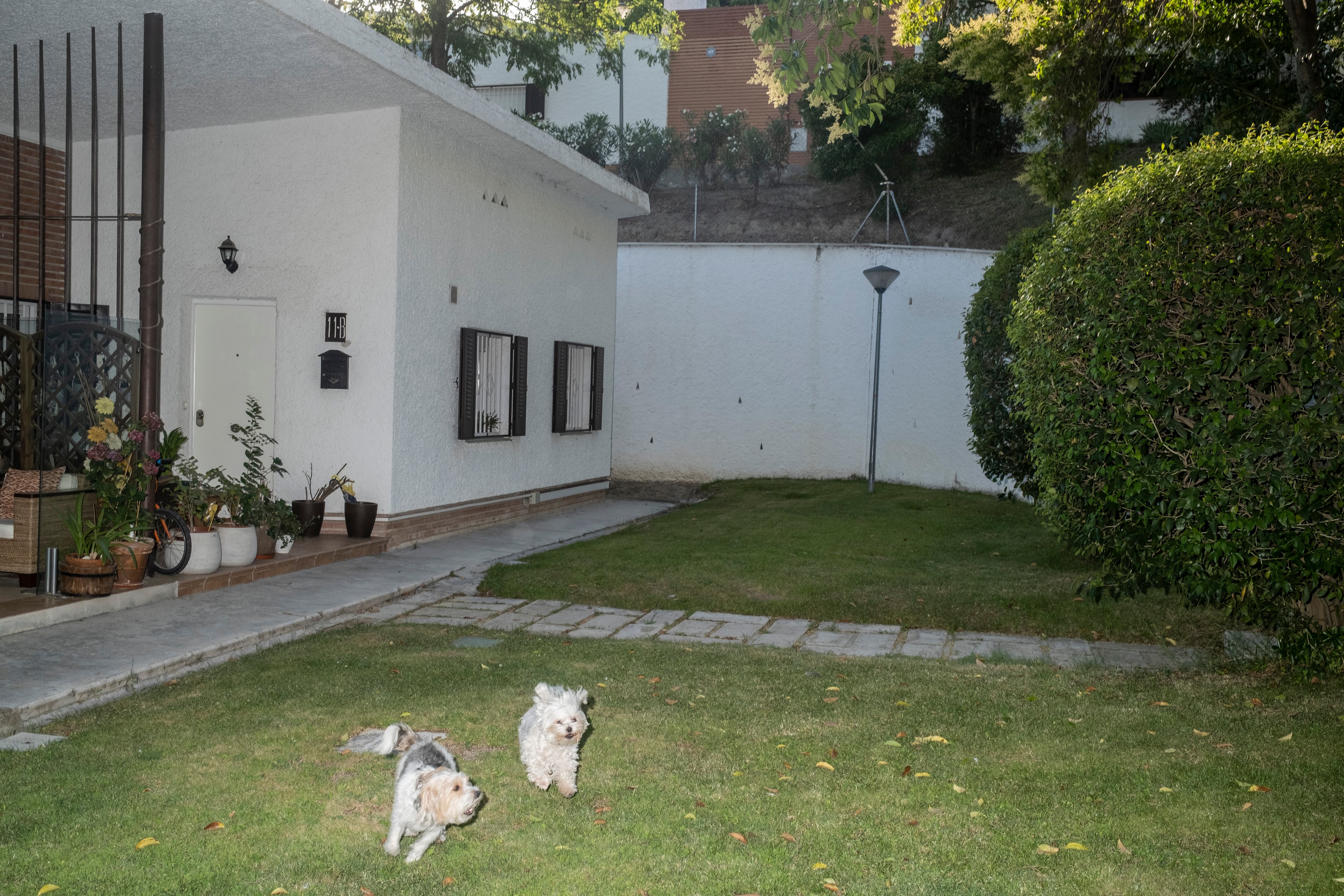 Dos perros juegan en un jardín de la colonia Valderrivas.