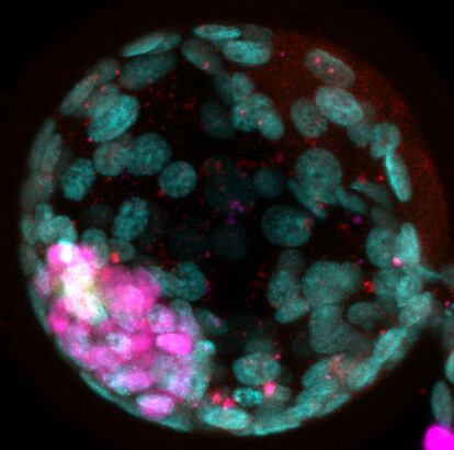 Un embrión con células de mono y humano, creado en el laboratorio de Pierre Savatier e Irène Aksoy.