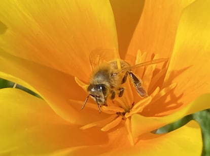 Las amapolas de California necesitan de las abejas para la polinización. En la imagen, primer plano de uno de estos insectos sobre la flor de una de las plantas de los campos estudiados.