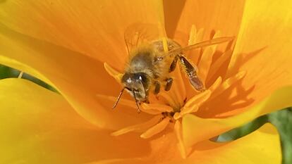 Las amapolas de California necesitan de las abejas para la polinización. En la imagen, primer plano de uno de estos insectos sobre la flor de una de las plantas de los campos estudiados.