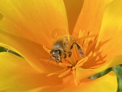 Las amapolas de California necesitan de las abejas para la polinización. En la imagen, primer plano de uno de estos insectos sobre la flor de una de las plantas de los campos estudiados.