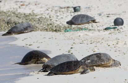 Tortugas marinas descansan en la playa Turtle Beach, durante el tour del presidente Obama en la reserva de Papahanaumokuakea (Hawái). 