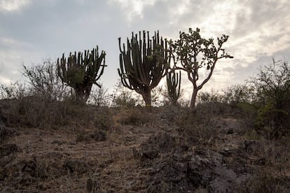 Cactus pitayeros de San Gabriel