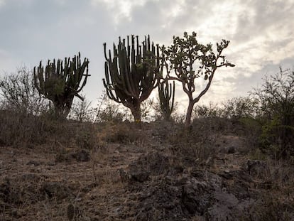 Cactus pitayeros de San Gabriel