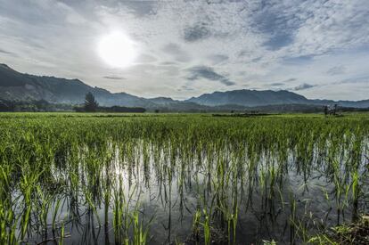 La tierra, en la misma línea de costa, ha sido completamente recuperada y ha vuelto a la producción de arroz en todo su potencial.