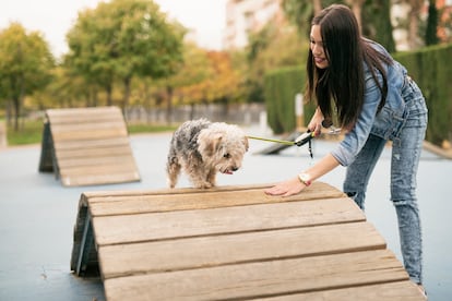 Los comportamientos desajustados de un perro se pueden corregir enseñando al animal a manejar la situación que le altera, dedicándole el tiempo que necesite para jugar, pasear o, simplemente, interactuar con sus tutores.
