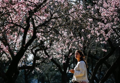 Almendros en flor