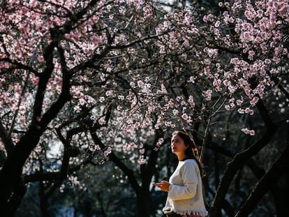 Una mujer pasea por el parque de la Quinta de los Molinos, en Madrid, con los almendros en flor.