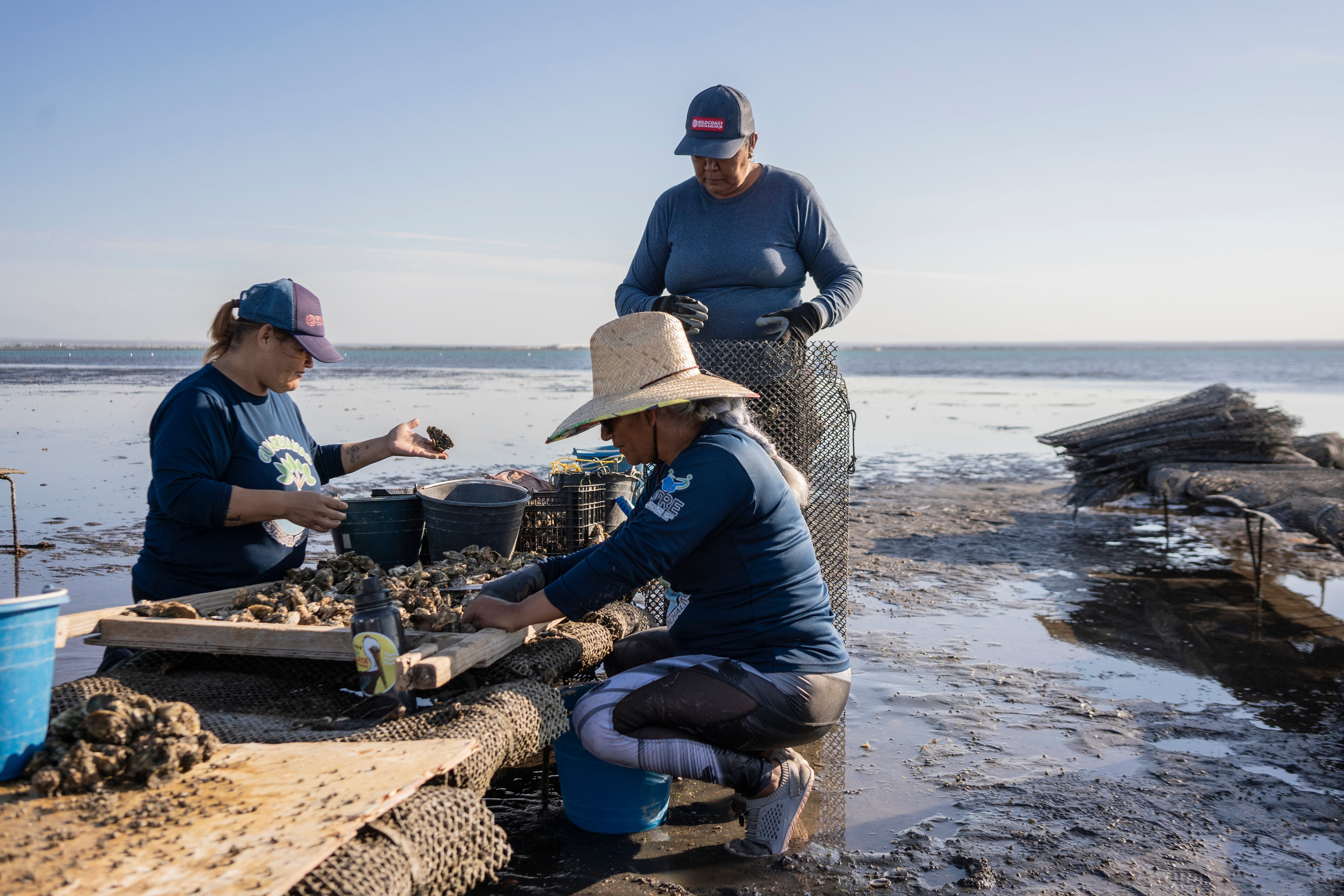 Mujeres de la cooperativa Guardianas del Conchalito trabajan en las camas donde cultivan ostiones en el Mogote en La Paz.
Guardianas del Conchalito es una cooperativa de mujeres del barrio el Manglito en La Paz, Baja California Sur, que protegen el estero del Conchalito y regeneran la zona sembrando mangle, también se dedican a la pesca y cultivo de ostiones en la zona del Mogote.
16 de noviembre de 2024, La Paz, Baja California Sur. 