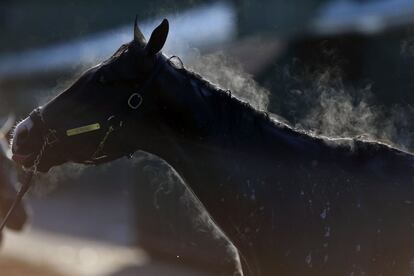 El purasangre Classic Empire recibe un baño después de una mañana de entrenamiento para la carrera Preakness Stakes número 142, en el hipódromo Pimlico Race Course en Baltimore, Madyland (EEUU).