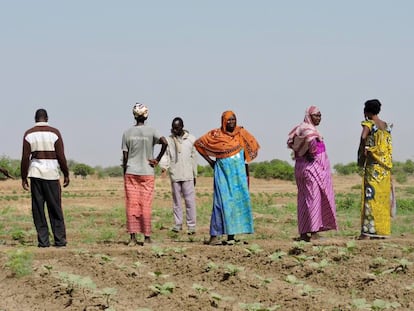 Un grupo de agricultores que practica los principios de la agroecología en las afueras de Yamena (Chad).