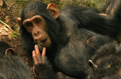 Um chimpanzé usa musgo para beber água extraída de um poço.