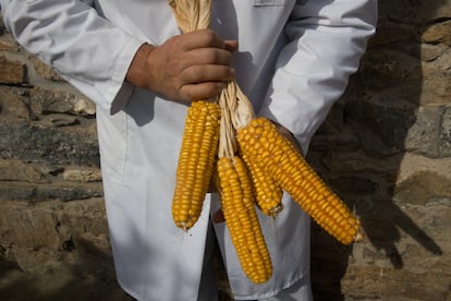 Mazorcas de maíz amarillo del país, cultivadas por él mismo en Pravia.