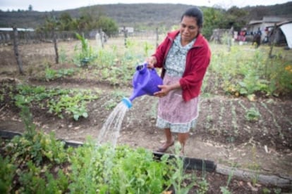 Juana Pérez riega parte de la plantación que cuida junto a otras mujeres de Chiapas.