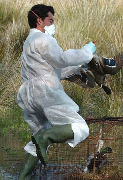 Un técnico del parque de Doñana coge un pato para realizarle análisis.