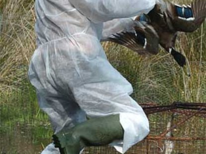 Un técnico del parque de Doñana coge un pato para realizarle análisis.